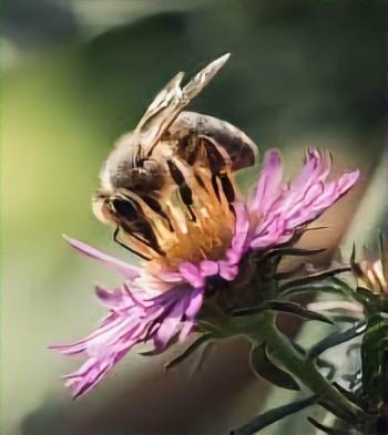 Mật ong thô, mật ong rừng và mật ong thường